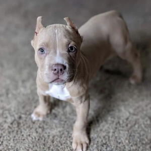 Lovely pitbully | PostAds PH