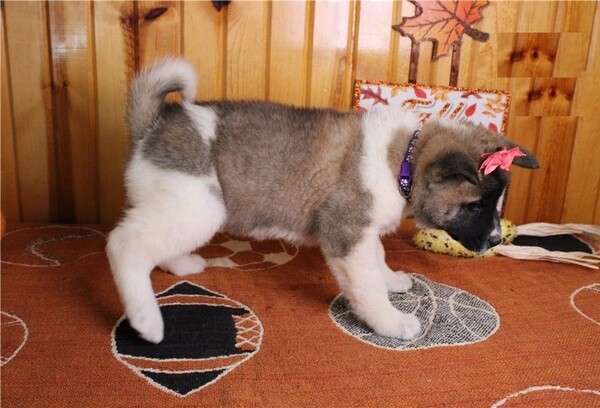 Beautiful Akita puppies WhatsApp:+63-9455-189-371  Viber:+63-9455-189-371