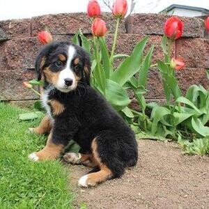 Beautiful Bernese Mountain puppies WhatsApp:+63-9455-189-371 Viber:+63-9455-189-371 | PostAds PH