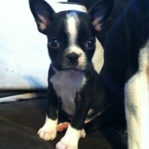 Beautiful Boston Terrier puppies WhatsApp:+63-9455-189-371 Viber:+63-9455-189-371 | PostAds PH