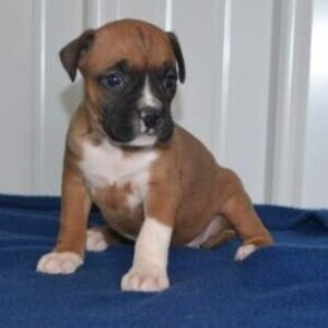 Beautiful Boxer pups WhatsApp:+63-9455-189-371 Viber:+63-9455-189-371 | PostAds PH