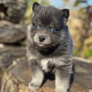 Beautiful husky | PostAds PH