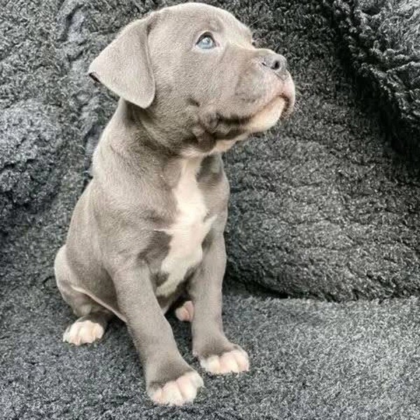 Caring pitbull puppies 