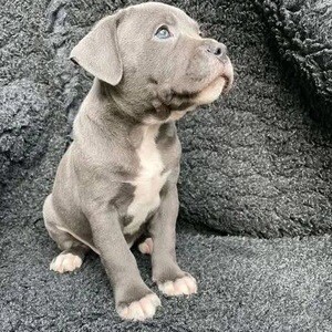 Caring pitbull puppies | PostAds PH