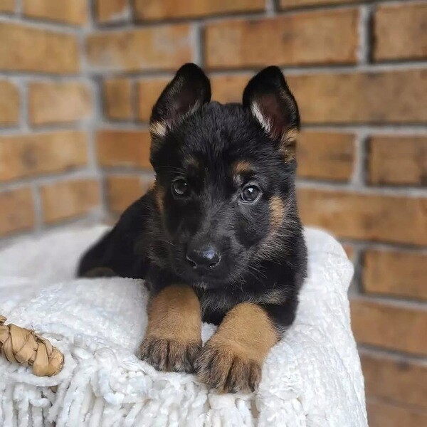 Beautiful German shepherd 