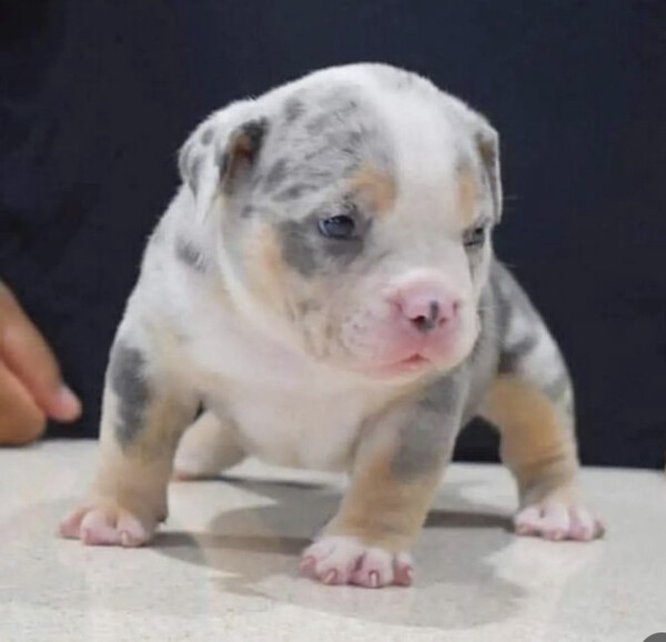 Cute pitbull puppy 