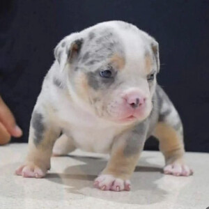 Cute pitbull puppy | PostAds PH