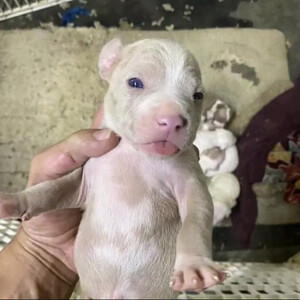 Baby pitbull puppy | PostAds PH