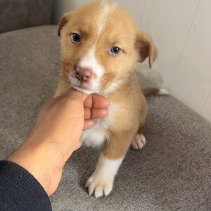 Adorable pitbull puppy | PostAds PH