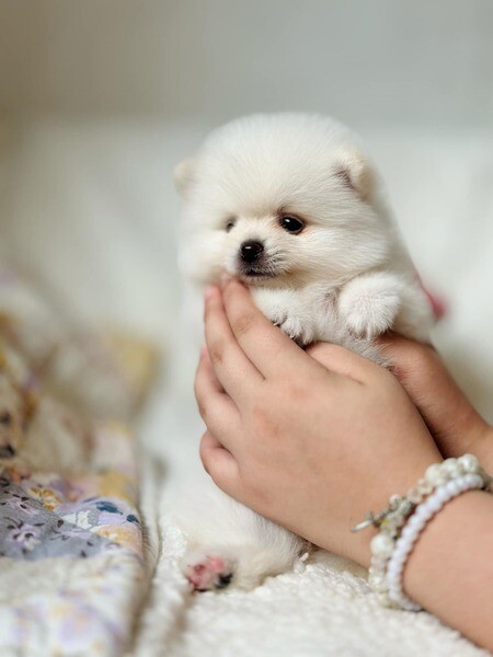 Tiny Pomeranian 