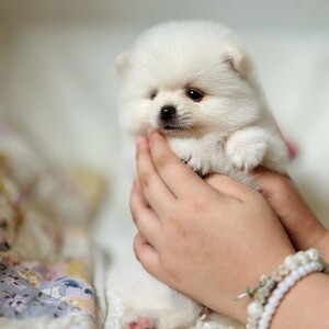 Tiny Pomeranian | PostAds PH