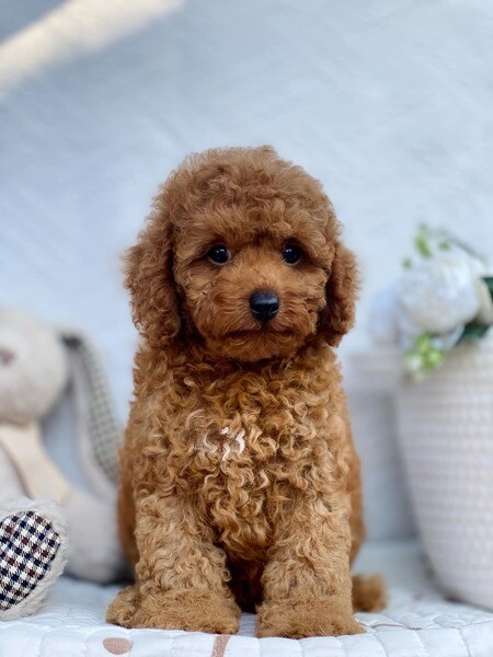 Toy Poodle