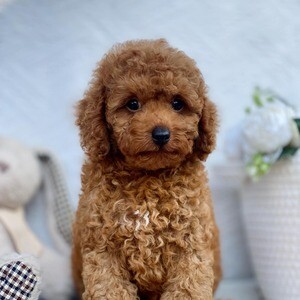 Toy Poodle | PostAds PH