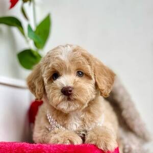 Female Maltipoo | PostAds PH