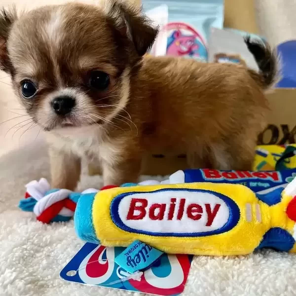 Chihuahua 