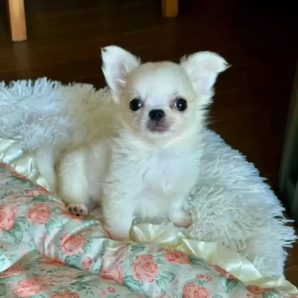 Chihuahua puppies 