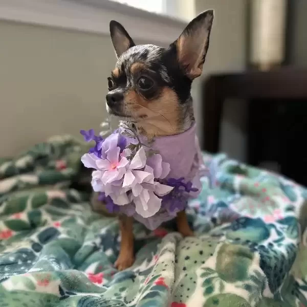 Lovely teacup Chihuahua 