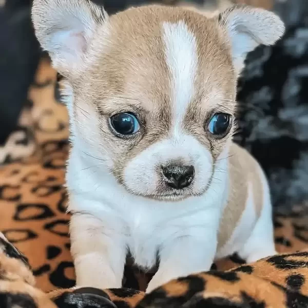  Lovely Chihuahua 