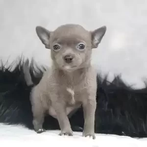 Chihuahua baby's | PostAds PH