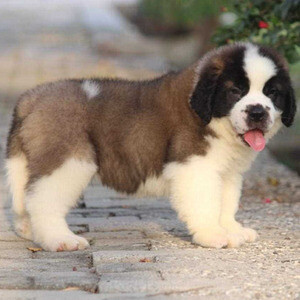 Saint Bernard puppies WhatsApp:+63-9455-189-371 Viber:+63-9455-189-371 | PostAds PH