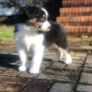 Australian shepherd puppies WhatsApp:+63-9455-189-371 Viber:+63-9455-189-371 | PostAds PH