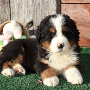 bBernese Mountain WhatsApp:+63-9455-189-371 Viber:+63-9455-189-371 | PostAds PH