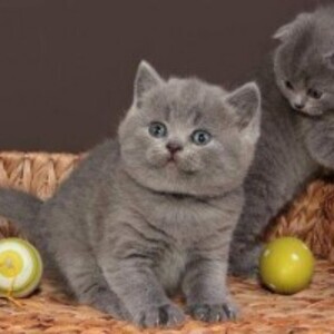 British Shorthair Kittens WhatsApp:+63-9455-189-371 Viber:+63-9455-189-371 | PostAds PH