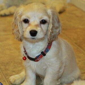 Cockapoo puppies WhatsApp:+63-9455-189-371 Viber:+63-9455-189-371 | PostAds PH