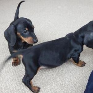 Dachshund Puppies WhatsApp:+63-9455-189-371 Viber:+63-9455-189-371 | PostAds PH