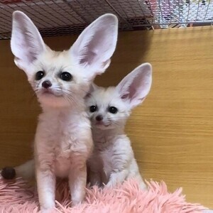 Fennec fox WhatsApp:+63-9455-189-371 Viber:+63-9455-189-371 | PostAds PH