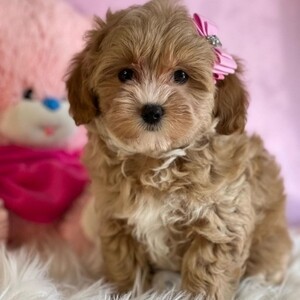 Home Trained Maltipoo Puppies Ready For Sale and Adoption | PostAds PH