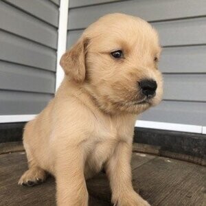 Golden Retriever Puppy | PostAds PH