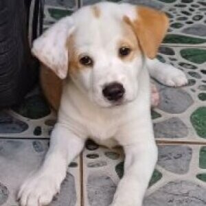 Labrador X Aspin Male | PostAds PH