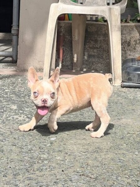 Male Lilac Fawn Merle French Bulldog