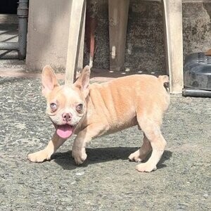 Male Lilac Fawn Merle French Bulldog | PostAds PH
