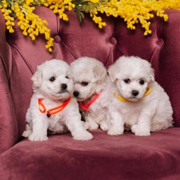 Bichon Frise puppies