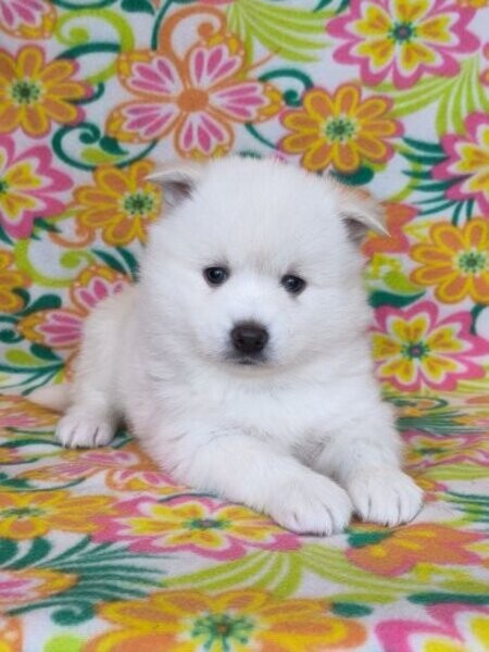 Pomsky teddy bear puppies