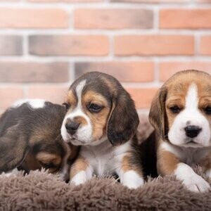 Beagle beautiful puppy | PostAds PH