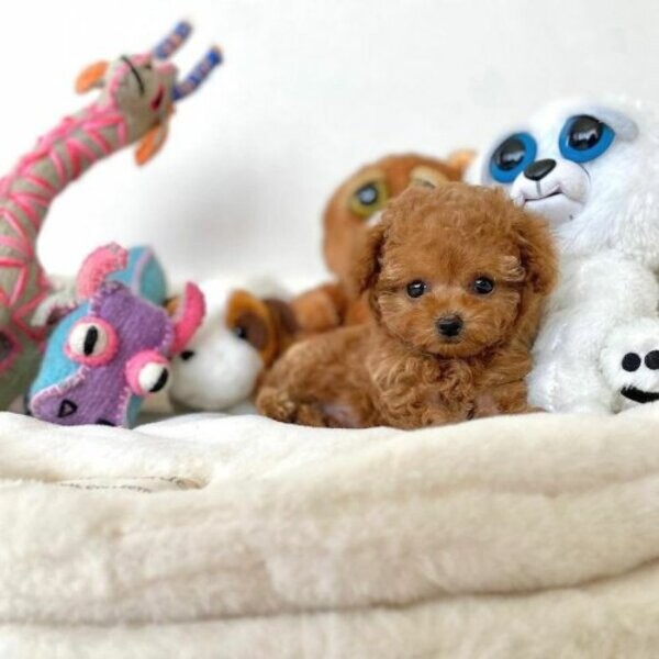 Sweet Miniature Poodles available