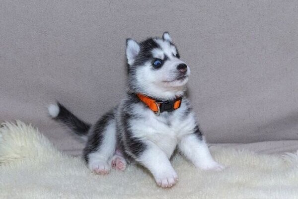 Siberian Husky Puppies