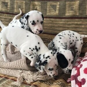 Dalmatian puppies | PostAds PH