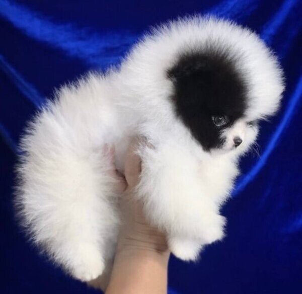 Pomeranian puppies