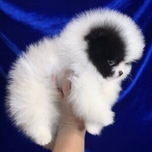 Pomeranian puppies | PostAds PH