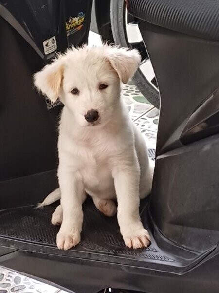 Labrador X Aspin Female 2 mos