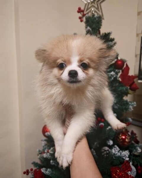 Pure Pomeranian