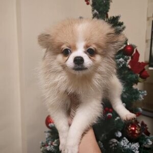Pure Pomeranian | PostAds PH
