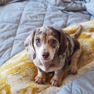 Adorable Dachshund Puppies for sale | PostAds PH