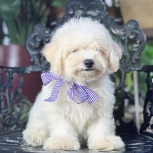 Male Quality Bichon Frise puppy | PostAds PH