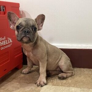 Female French Bulldog | PostAds PH
