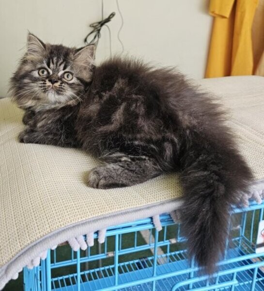Persian Cat Kitten Male For Sale